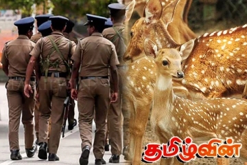 கர்ப்பிணி மான் ஒன்றை வேட்டையாடிய பொலிஸாருக்கு விளக்கமறியல்