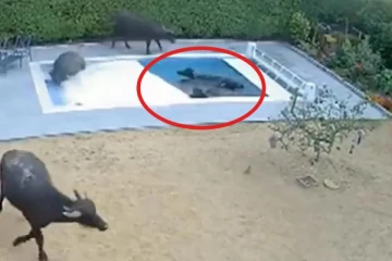 பிரித்தானிய தம்பதியின் 70,000 பவுண்ட் நீச்சல் குளம்: காலை குளியல் எடுத்த 8 எருமை மாடுகள்: வீடியோ