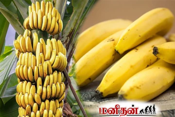 தினமும் ஒரு வாழைப்பழம் கட்டாயம் எடுத்துக்கோங்க... ஏராளமான நன்மையைக் காணலாம்