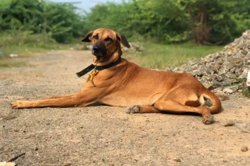 இலங்கையில் நாய் வளர்த்த வெளிநாட்டு பிரஜைக்கு ஏற்பட்ட நிலை