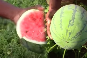 தர்பூசணியால் கோடிஸ்வரராக மாறிய இலங்கையர் : தோட்டத்தில் நடந்த அதிசயம்