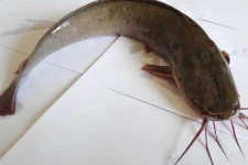 இந்த மீன்களை சாப்பிட்டால் புற்றுநோய் அபாயம் ஏற்படுமாம்! மக்களே உஷார்