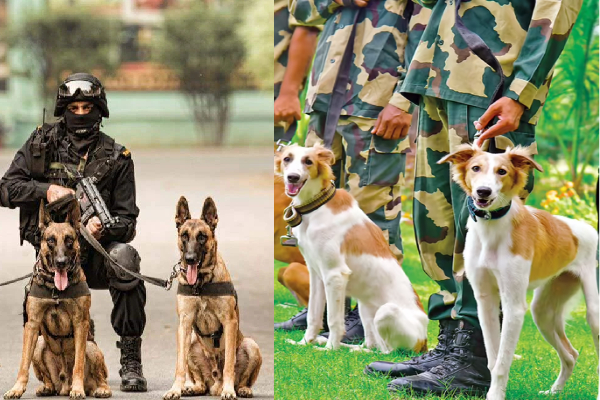 dogs animals in indian army