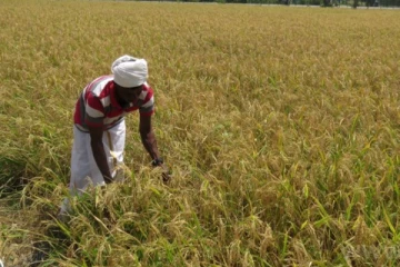 தண்ணீர் இன்றி கருகிய நெற்பயிர்: விவசாயி எடுத்த முடிவு - செய்திகளின் தொகுப்பு