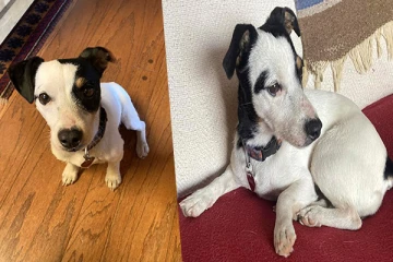 10 வாரமாக அடர்ந்த காட்டில் உரிமையாளரின் உடலை பாதுகாத்த வளர்ப்பு நாய்! நெகிழ்ச்சி சம்பவம்