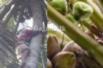 පොල් කඩන්න අඩි 60ක විතර උස පොල් ගහකට නැග්ග තිදරු පියා - ගහ උඩම නිසොල්මනේ ඉඳලා.. අවසානයේ සිදු වෙලා තියෙන සංවේදී ඉරණම..