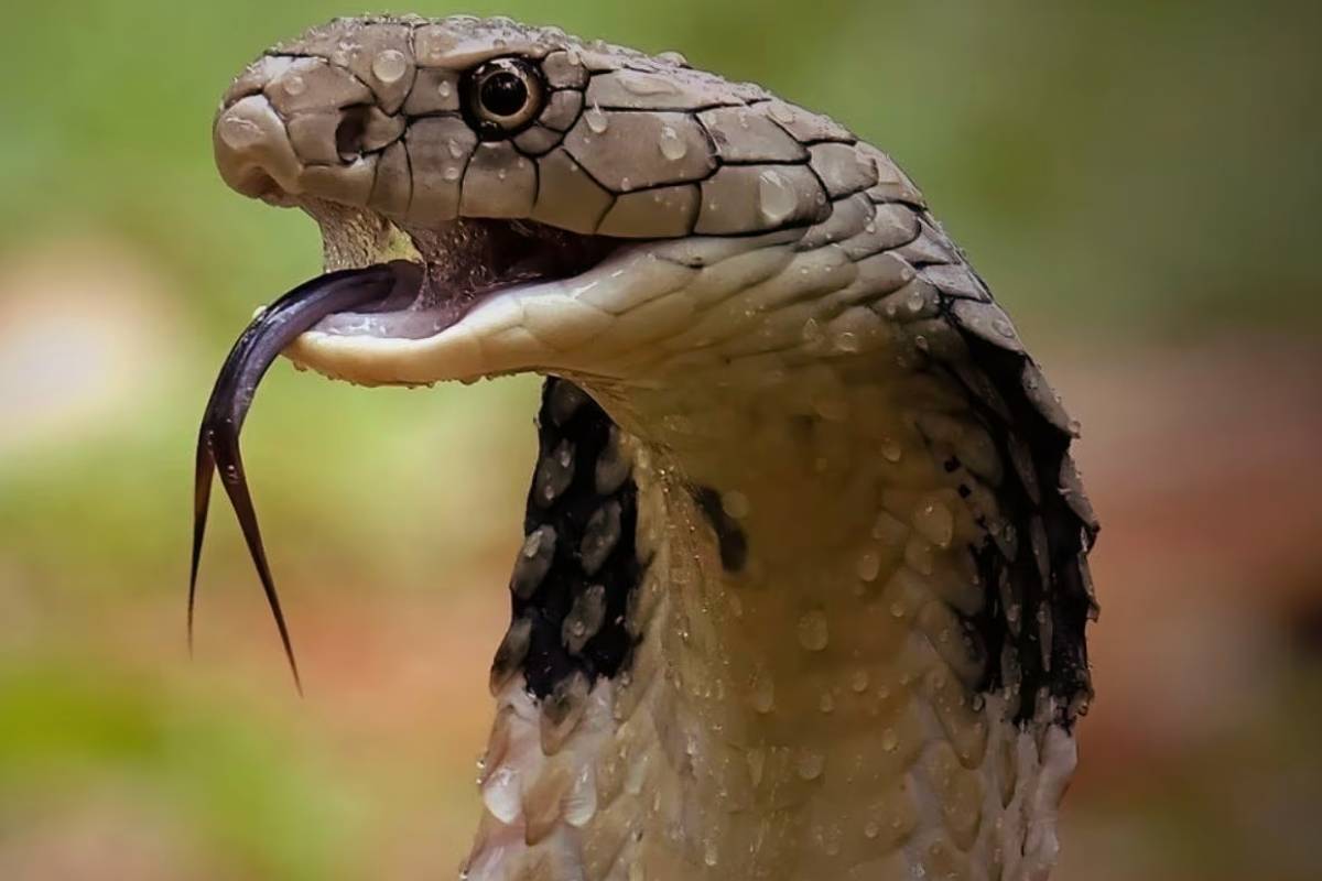 ஒரே கடியில் ஒரே நொடியில் மரணம் - உலகின் ஆபத்தான பாம்புகள் | Top Dangerous Snakes In The World ஒரே கடியில் ஒரே நொடியில் மரணம் - உலகின் ஆபத்தான பாம்புகள் | Top Dangerous Snakes In The World