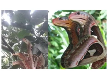 சீறும் மூன்று பாம்புகளா... இல்லை பட்டுப்பூச்சியா - பலரையும் ஆச்சரியத்தில் ஆழ்த்திய புகைப்படம்