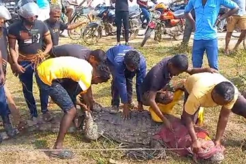 ஊருக்குள் புகுந்த முதலையால் பரபரப்பு