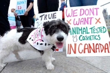 கனடாவில் விலங்குகள் குறித்த பரிசோதனைகளுக்கு தடை