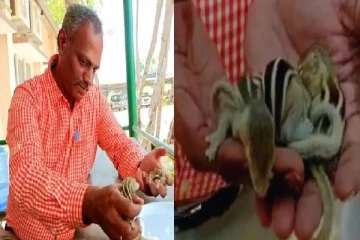 கொளுத்தும் வெயிலில் தவித்த 4 அணில் குட்டிகளை மீட்ட மாவட்ட ஆட்சியர் - நெகிழ்ச்சி சம்பவம்