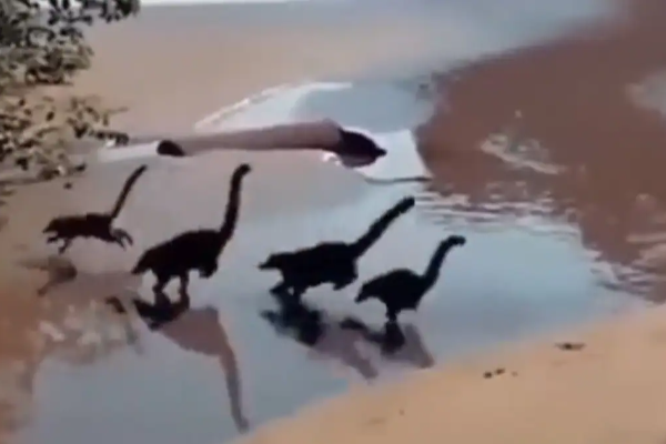 ஆற்றங்கரையில் துள்ளி ஓடும் டைனோசர்கள் - இணையத்தை கலக்கும் வீடியோ - தமிழ்நாடு