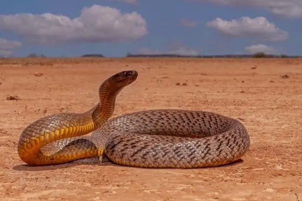 உலகின் கொடிய விஷம் கொண்ட பாம்புகள்: நூறு பேரை கொல்லுமாம் | Most Dangerous Snakes In World That Kill Humans
