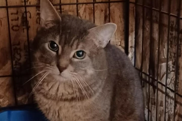 கனடாவில் ஒரே வீட்டுக்குள்ளிருந்த 135 பூனைகள்: உரிமையாளரின் அறியாமை