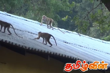 கந்தளாயில் குரங்குகளின் தொல்லையால் பொதுமக்களின் வாழ்க்கை பாதிப்பு