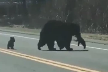 பதறியடித்து ஓடும் தாய் கரடி.. ஆபத்து தெரியாமல் குறும்பு தனம் செய்யும் குட்டிகள்! மில்லியன் இதயத்தை நெகிழ வைத்த தாய் பாசம்