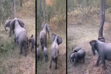 ஆக்ரோஷத்துடன் ஓடி வந்த சிங்கத்திடமிருந்து குட்டிகளை காப்பாற்றிய தாய் யானைகள்!
