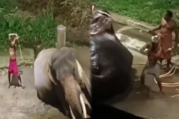 ஜெயலலிதா வழங்கிய யானையை அடித்து துன்புறுத்திய பாகர்கள் - உயர்நீதிமன்றம் கண்டனம்!