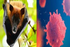 நிபா வைரஸ் குறித்து இலங்கை தீவிர கண்காணிப்பு!