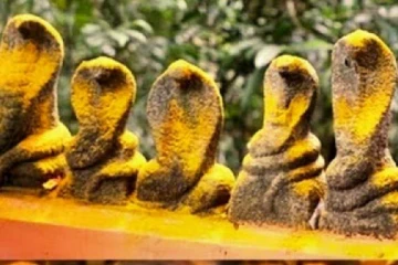 உங்கள் வாழ்க்கையில் உள்ள சிக்கல்கள் விலக நாக வழிபாடு செய்து பாருங்கள்