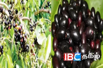 நோய்களுக்கு அரு மருந்தாகும் நாவல் பழம்