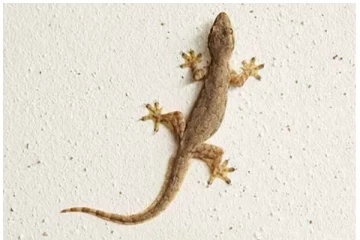 தொடர்ந்து பல்லியின் சத்தம் கேட்டுக்கொண்டே இருக்கின்றதா? அர்த்தம் தெரிந்து ஜாக்கிரதையா இருங்க