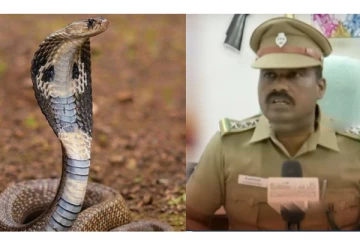 பாம்புகளை யாராவது அடித்து கொன்றால் 3 ஆண்டு சிறைத்தண்டனை - வனத்துறை அதிகாரி எச்சரிக்கை