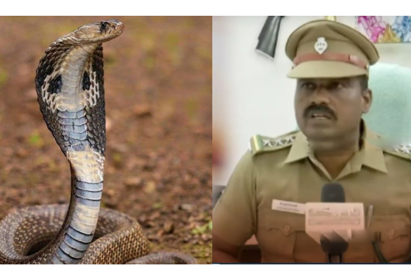 பாம்புகளை யாராவது அடித்து கொன்றால் 3 ஆண்டு சிறைத்தண்டனை - வனத்துறை அதிகாரி எச்சரிக்கை - தமிழ்நாடு