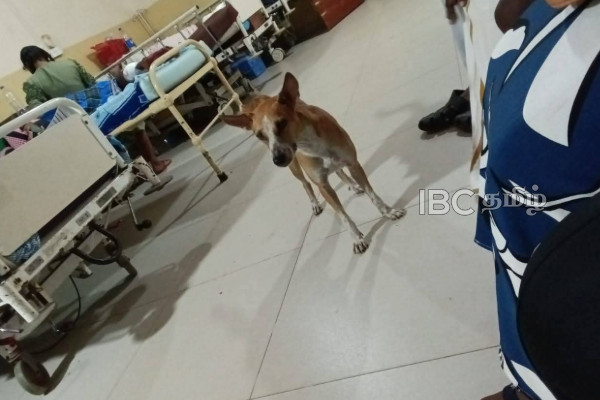 யாழ் போதனாவில் அனைவரையும் வியப்படைய வைத்த வளர்ப்பு நாய்: இடம்பெற்ற நெகிழச்சியான சம்பவம் | Rare Dog Owner Bond Seen In Jaffna Hospital