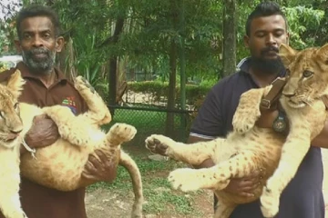 කේසර සහ කියාරා සිංහ යුවළගේ දරුවන් මහජන ප්‍රදර්ශනයට