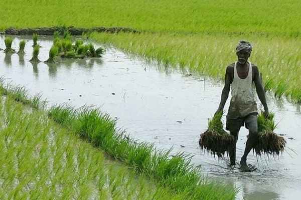 இலங்கையில் தீவிர உணவு பாதுகாப்பின்மைக்கு உள்ளாகியுள்ள 1 இலட்சம் மக்கள் | Un Agencies 1 Lahk People Face Starvation Sl