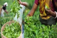 கடுமையான வீழ்ச்சிப் பாதையில் தேயிலை தொழில்துறை - நெருக்கடியில் சிக்கிய தொழிலாளர்கள்
