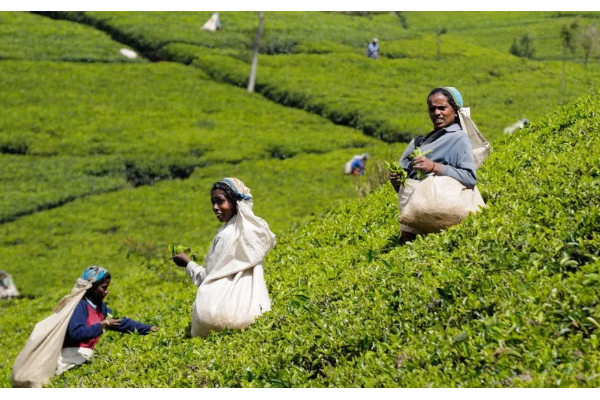 மலையக மக்களுக்கு கிழக்கில் இடமில்லை!விடுக்கப்பட்டுள்ள கோரிக்கை | Hill People Should Be Resettled In The North மலையக மக்களுக்கு கிழக்கில் இடமில்லை!விடுக்கப்பட்டுள்ள கோரிக்கை | Hill People Should Be Resettled In The North