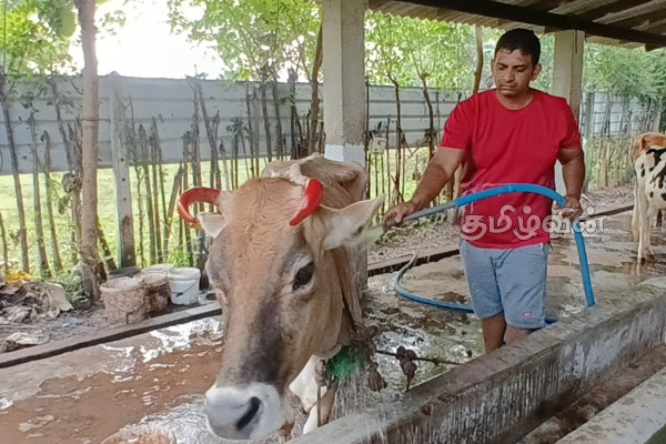 நாட்டின் பல பகுதிகளில் சிறப்பாக இடம்பெற்ற பட்டிப்பொங்கல் | A Well Attended Pattipongal