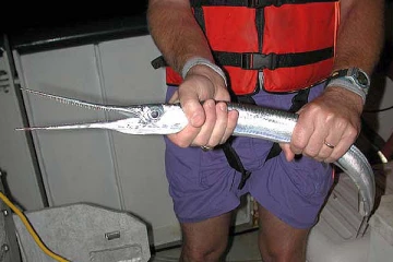 யாழில் முரல் மீன் தாக்கி மீனவர் உயிரிழப்பு