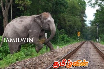 நாட்டில் அதிகரிக்கும் யானைகளின் உயிரிழப்பு!