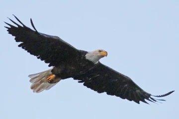 கோபுரத்தின் மீது கழுகு வட்டமிடுவது ஏன்... ஒரு வேளை கருடன் வர வில்லை என்றால் அது ஆபத்தா?...