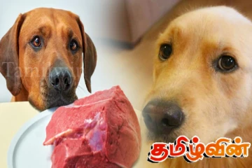 நாய் இறைச்சி விற்க தடை! தென் கொரியாவில் முக்கிய முடிவு