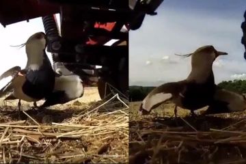 உயிரை பணயம் வைத்து முட்டையை பாதுகாத்த தாய் பறவை! வைரல் வீடியோ