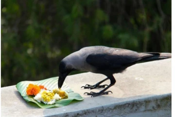 காக்கைக்கு உணவு வைப்பதால் இத்தனை நன்மைகள் உண்டா? வியக்க வைத்த அறிவியல் காரணங்கள்
