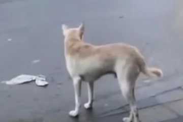 5 ஆண்டுகளாக பழிவாங்க துடிக்கும் நாய்! ஓர் சுவாரசிய சம்பவம்