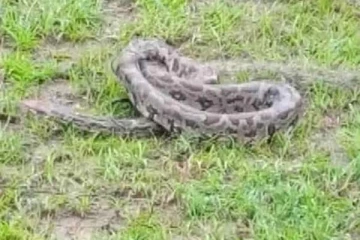 மீன் பிடிப்பதற்காக வலையை வீசிய நபர்: சிக்கிக்கொண்ட 7 அடி நீள பாம்பு