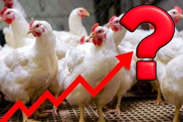 உச்சத்தை தொட்ட பிராய்லர் கறிக்கோழி விலை ... ஒரு கிலோ எவ்வளவு?