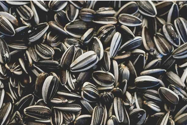 சூரியகாந்தி விதையை நிறைய சாப்பிட்டா இந்த ஆபத்தெல்லாம் வரும்! மனநலம் பாதிக்கவும் வாய்ப்பு இருக்கு? | Sunflower Seeds Side Effects