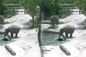 குட்டையில் விழுந்த குட்டி யானையை காப்பாற்ற போராடும் தாய் யானை நடந்தது என்ன?