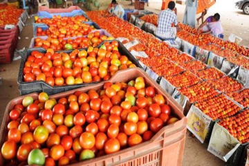 தக்காளி விலை கடும் வீழ்ச்சி...கோயம்பேட்டில் ஒரு கிலோ ரூ.6க்கு விற்பனை
