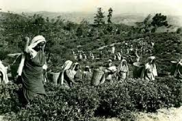 தமிழ் மக்களின் மிகப்பெரும் துயரம் கஜேந்திரகுமார் குழு - ஶ்ரீரங்கேஸ்வரன் | Srirangeswaran Telling About Gajendrakumar Sl