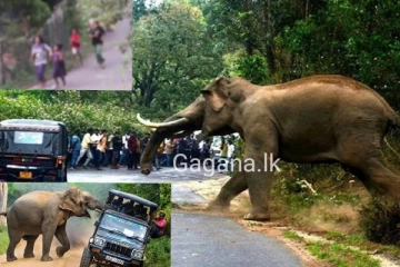 ප්‍රධන නගර දෙකක් අලින්ගෙන් උණුසුම් වෙයි..