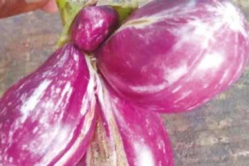 வித்தியாசமான கத்தரிக்காய்: அதிசயமாய் வியந்து பார்க்கும் மக்கள்