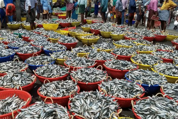 மீன்களின் விலைகள் சடுதியாக உயர்வு | Srilanka Economic Crisis Fish Prices